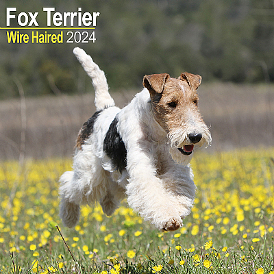 Fox Terrier (Wirehaired) Calendar 2024 (Square)